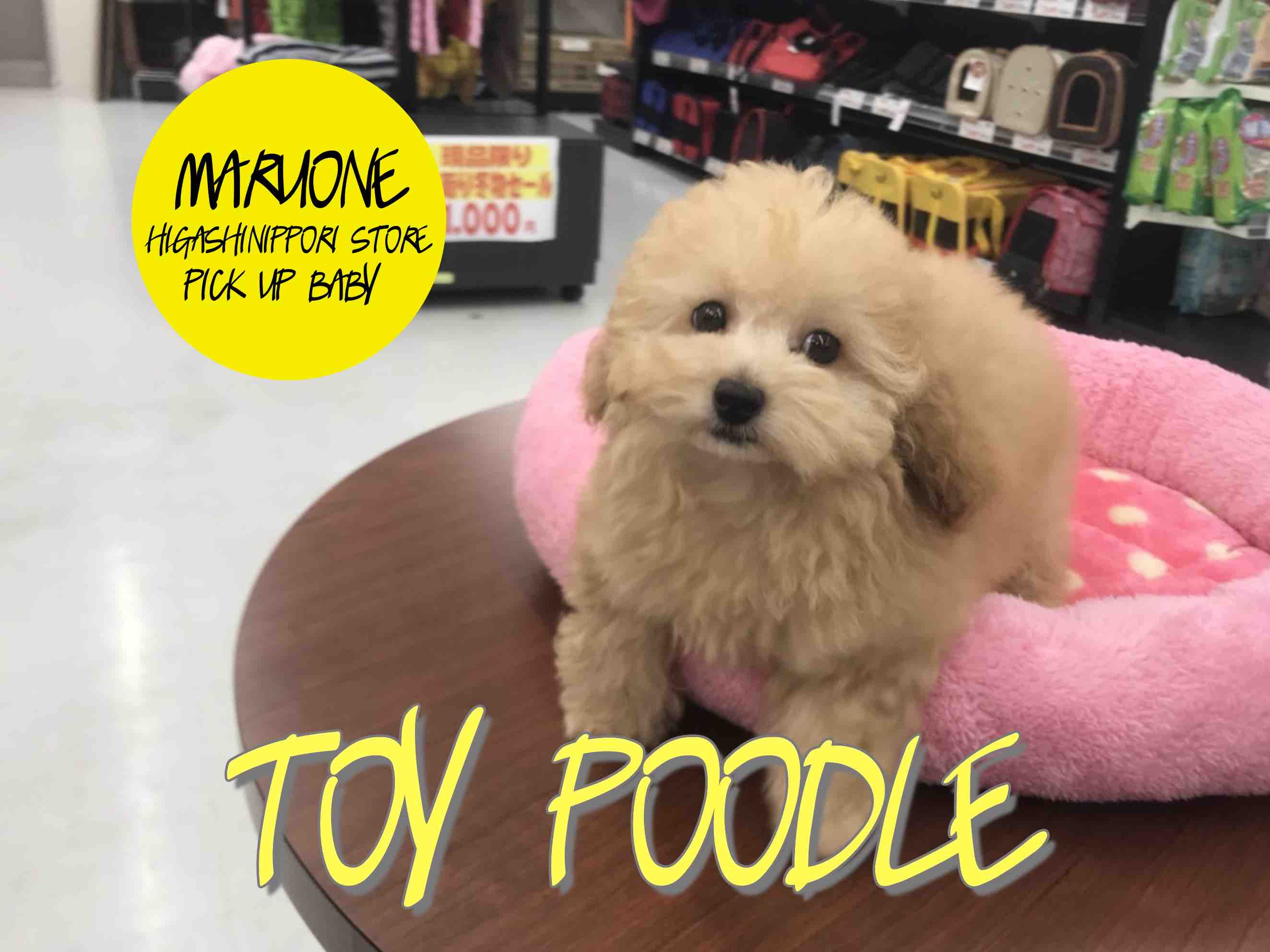 【トイ・プードル】サンタファッションがよく似合う！丸顔トイプーアプリ登場！：東日暮里店PICK UPベイビー！No.014190