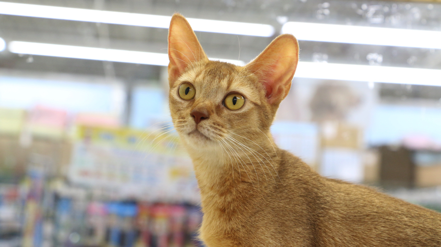 アビシニアン - ペットショップ マルワン梅島 東京都足立区