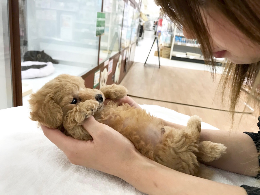 トイ・プードル - ペットショップ マルワン相模大塚 神奈川県大和市