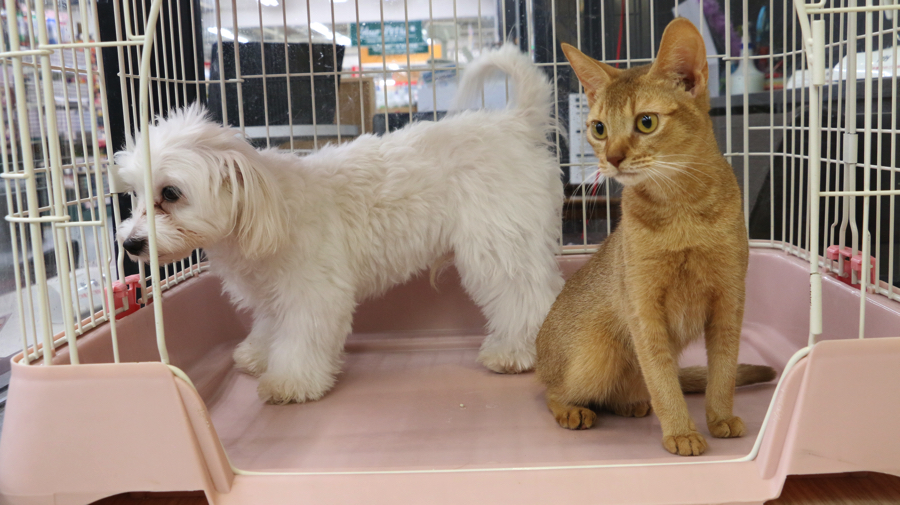 アビシニアン - ペットショップ マルワン梅島 東京都足立区