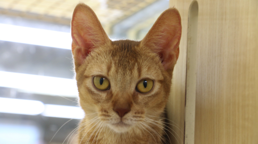 アビシニアン - ペットショップ マルワン梅島 東京都足立区