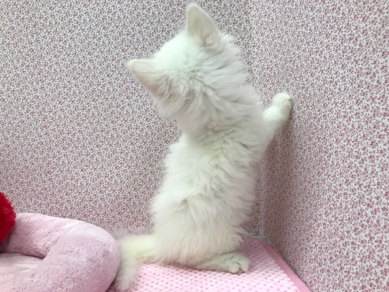 メインクーン - ペットショップ マルワン鎌ヶ谷 千葉県鎌ヶ谷市北初富