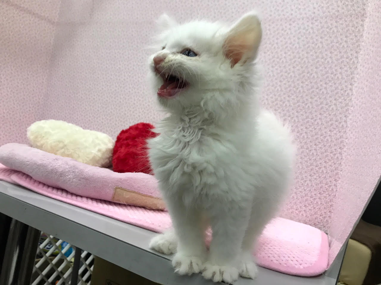 メインクーン - ペットショップ マルワン鎌ヶ谷 千葉県鎌ヶ谷市北初富