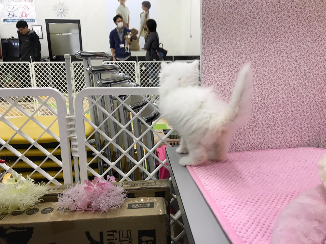 メインクーン - ペットショップ マルワン鎌ヶ谷 千葉県鎌ヶ谷市北初富