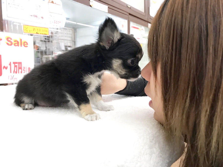 チワワ（ロングコート） - ペットショップ マルワン相模大塚 神奈川県大和市