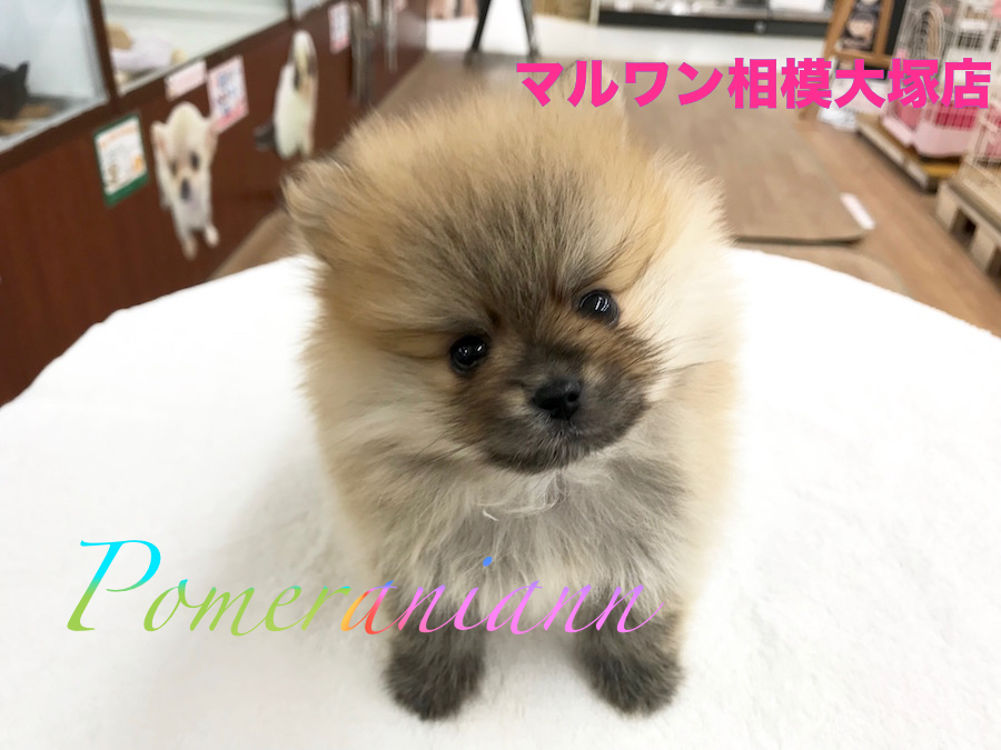 【ポメラニアン】2017年フワフワ界のアイドルはタヌキポメくんで決まり！：相模大塚店Pick UpベイビーNo.814420