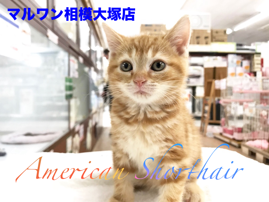 【アメリカンショートヘア】2017年の年末は美猫くんと年越し？得意技も持ってます♪：相模大塚店Pick UpベイビーNo.814410