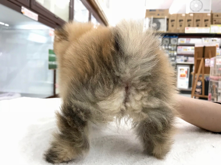 ポメラニアン - ペットショップ マルワン相模大塚 神奈川県大和市