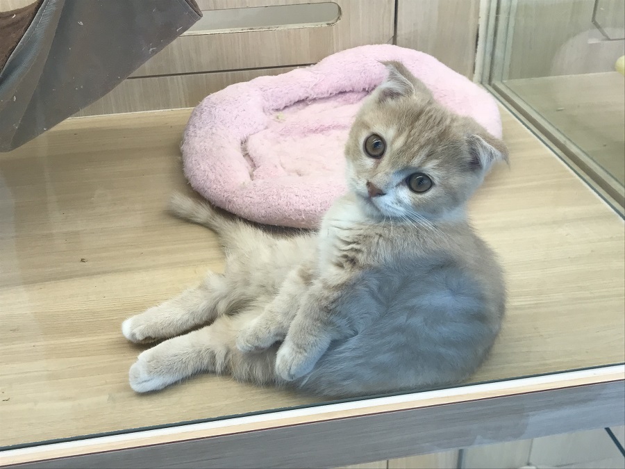 マンチカン - ペットショップ マルワン港北ニュータウン 神奈川県横浜市都筑区