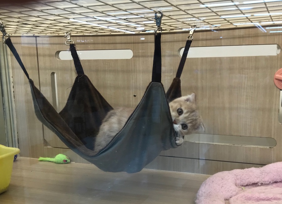 マンチカン - ペットショップ マルワン港北ニュータウン 神奈川県横浜市都筑区