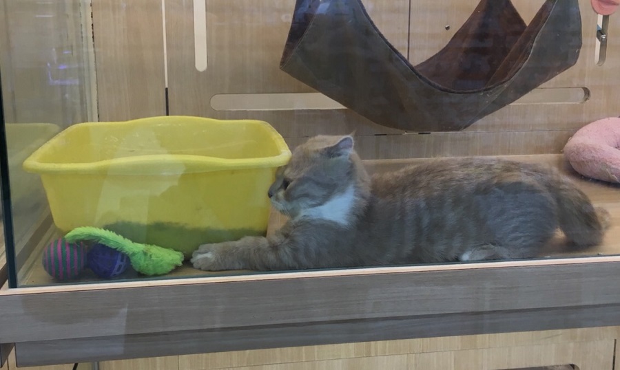 マンチカン - ペットショップ マルワン港北ニュータウン 神奈川県横浜市都筑区