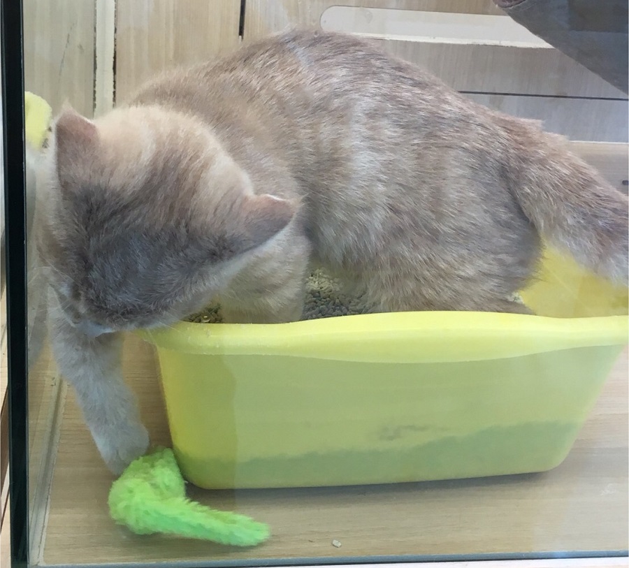マンチカン - ペットショップ マルワン港北ニュータウン 神奈川県横浜市都筑区