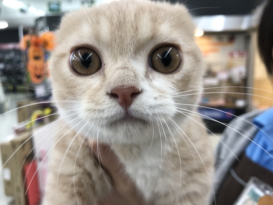 マンチカン - ペットショップ マルワン港北ニュータウン 神奈川県横浜市都筑区