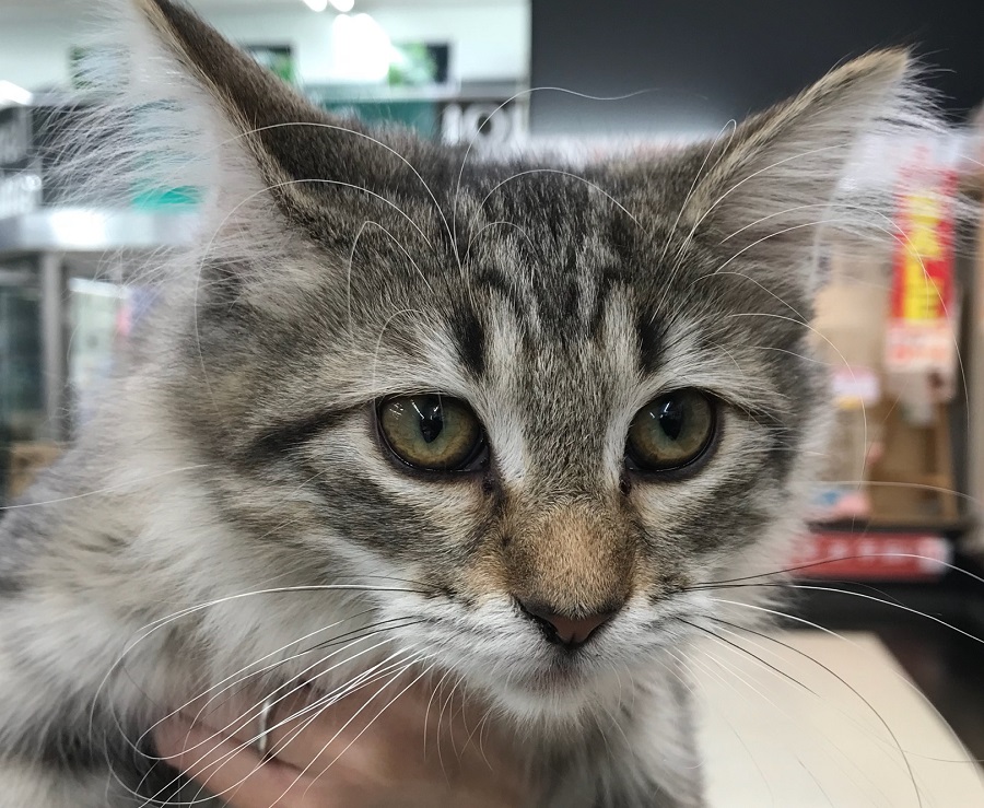 ノルウェージャンフォレストキャット - ペットショップ マルワン港北ニュータウン 神奈川県横浜市都筑区