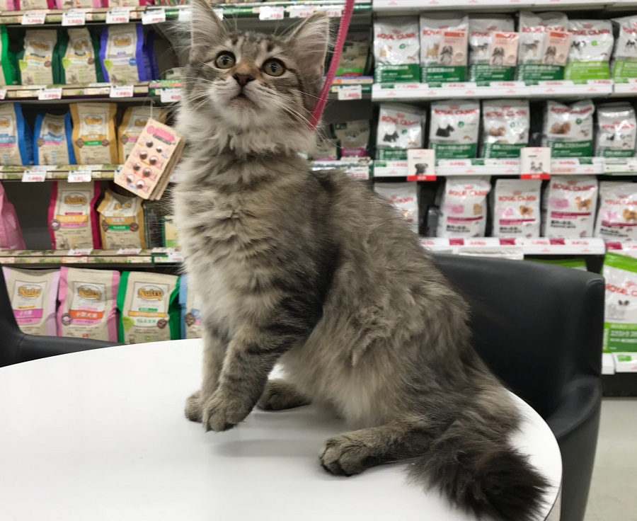 ノルウェージャンフォレストキャット - ペットショップ マルワン港北ニュータウン 神奈川県横浜市都筑区