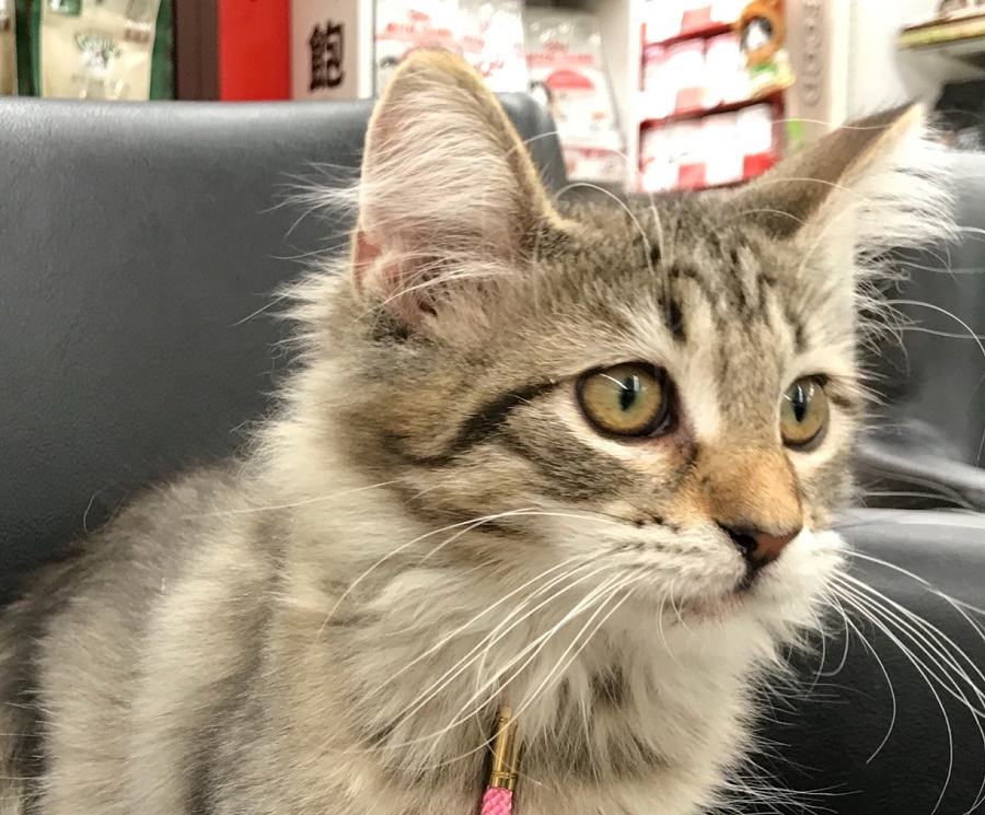 ノルウェージャンフォレストキャット - ペットショップ マルワン港北ニュータウン 神奈川県横浜市都筑区