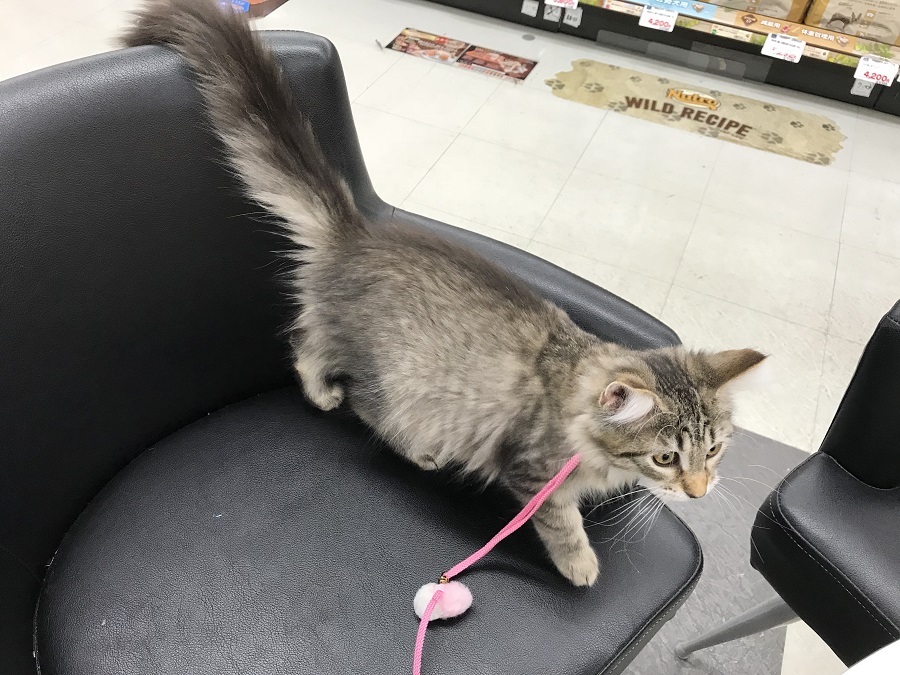 ノルウェージャンフォレストキャット - ペットショップ マルワン港北ニュータウン 神奈川県横浜市都筑区