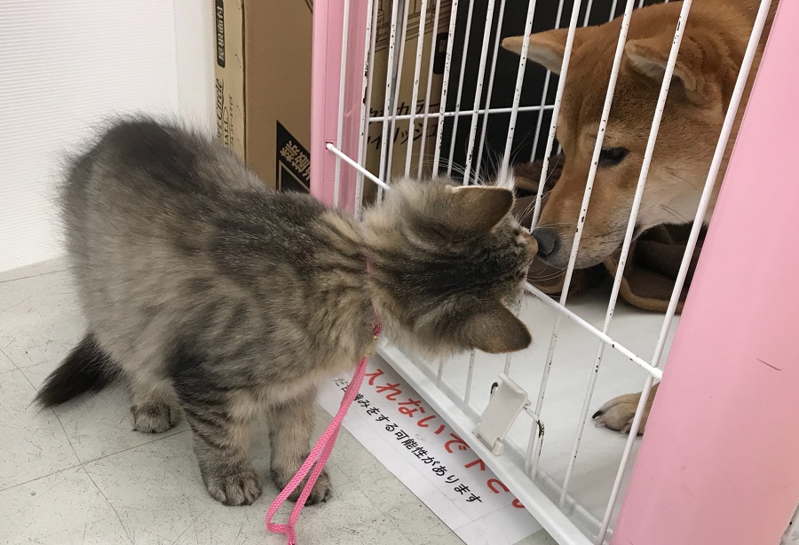 ノルウェージャンフォレストキャット - ペットショップ マルワン港北ニュータウン 神奈川県横浜市都筑区