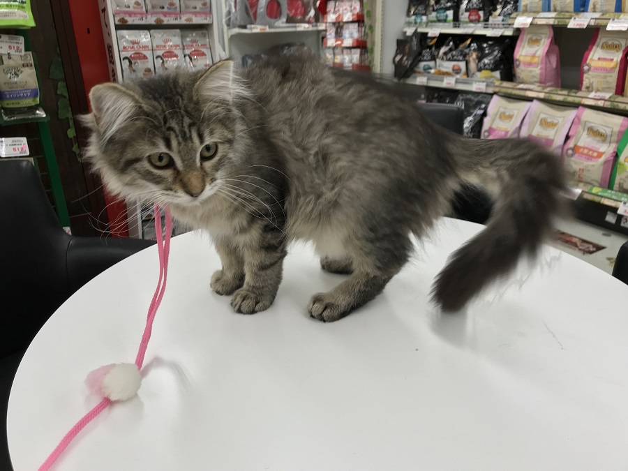 ノルウェージャンフォレストキャット - ペットショップ マルワン港北ニュータウン 神奈川県横浜市都筑区