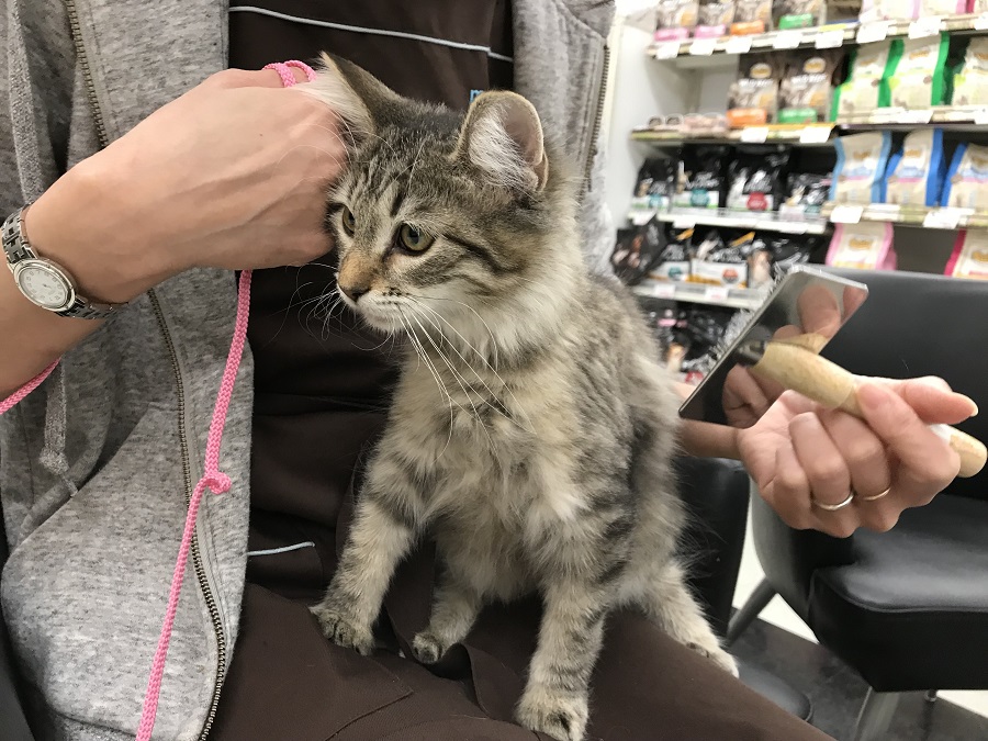 ノルウェージャンフォレストキャット - ペットショップ マルワン港北ニュータウン 神奈川県横浜市都筑区