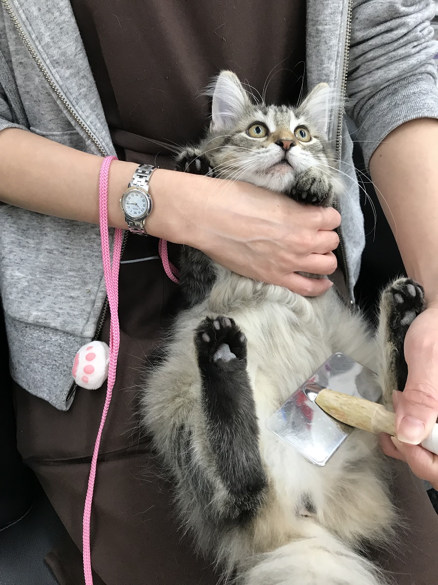 ノルウェージャンフォレストキャット - ペットショップ マルワン港北ニュータウン 神奈川県横浜市都筑区