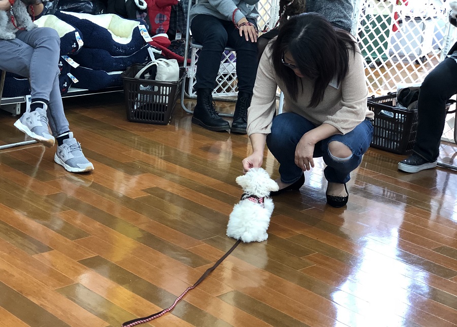 Lesson3 お座り | 【しつけ教室第3回目開催】マルワン×アニコム合同イベント！港北NT店開催レポート！