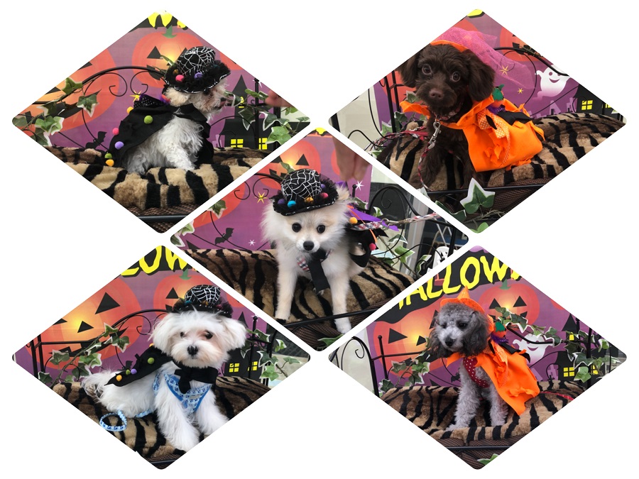 HAPPY HALLOWEEN | 【しつけ教室第3回目開催】マルワン×アニコム合同イベント！港北NT店開催レポート！