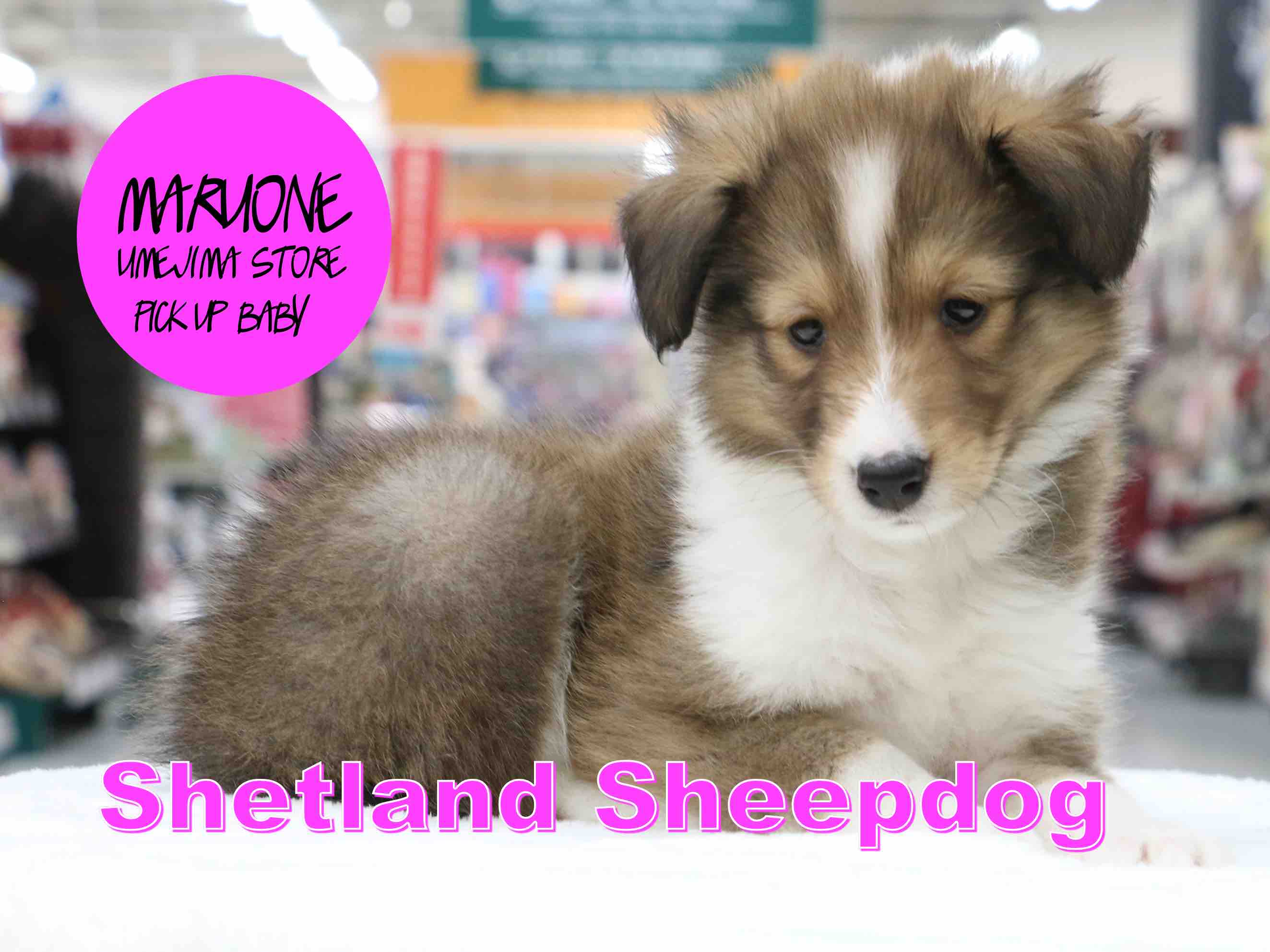 【シェットランドシープドッグ】白い襟巻を付けた頭脳明晰の美犬登場！：梅島店PICK UPベイビー！NO.119087