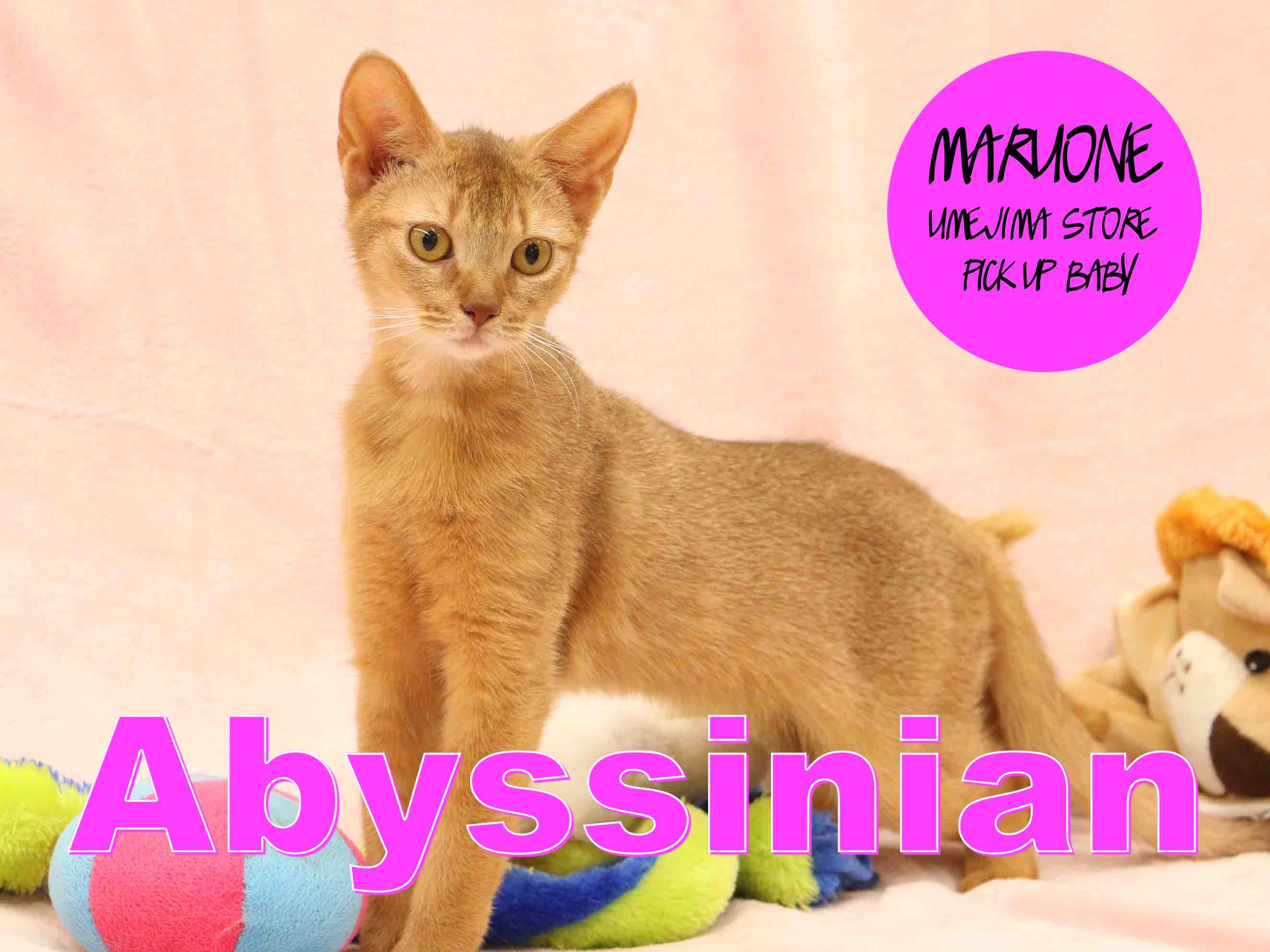 【アビシニアン】ワイルドフェイスからは想像つかない程の甘えたガール！：梅島店PICK UPベイビー！No.119075