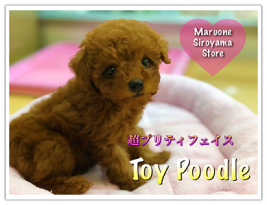 【トイ・プードル】可愛さ最高クラスのSUPERプードル♡：ペッツワン城山店PICKUPベイビー！NO.118195
