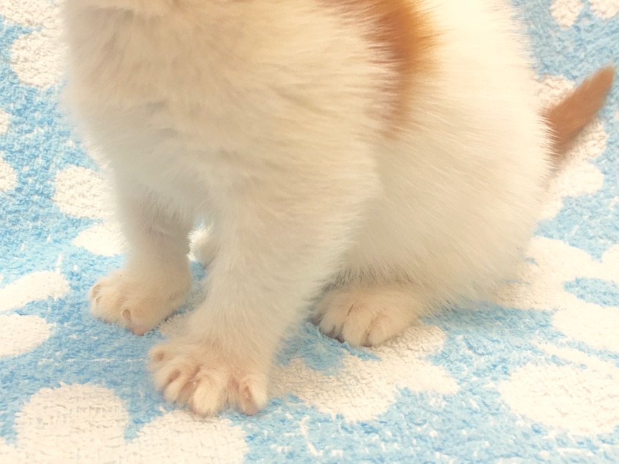 マンチカン - ペットショップ マルワン下丸子 東京都大田区