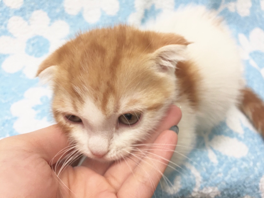 マンチカン - ペットショップ マルワン下丸子 東京都大田区