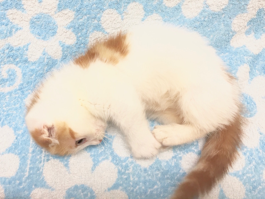 マンチカン - ペットショップ マルワン下丸子 東京都大田区