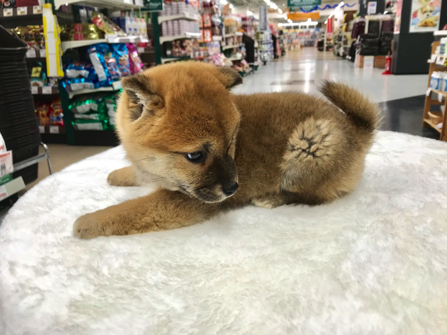 柴犬 - ペットショップ マルワン梅島 東京都足立区