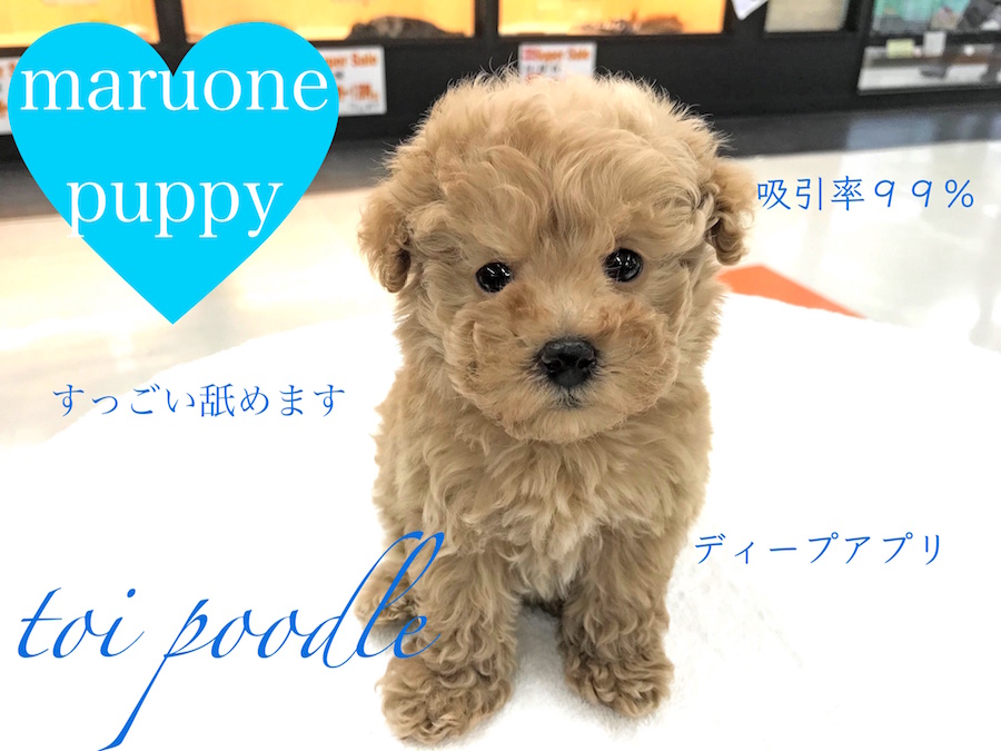 【トイ・プードル】お客様吸引率99％！ため息が出るほど愛らしいです・・！：今宿店Pick upベイビーNo.120090