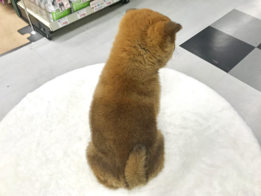 柴犬 - ペットショップ マルワン梅島 東京都足立区