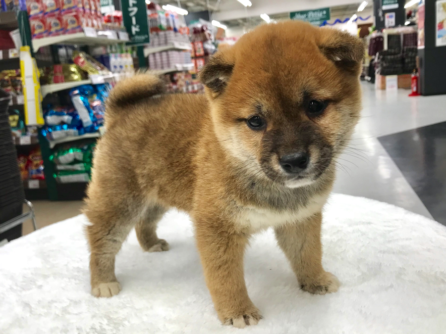 柴犬 - ペットショップ マルワン梅島 東京都足立区