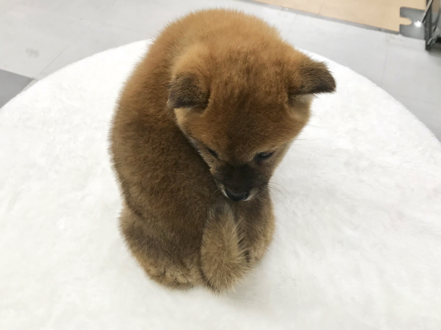 柴犬 - ペットショップ マルワン梅島 東京都足立区
