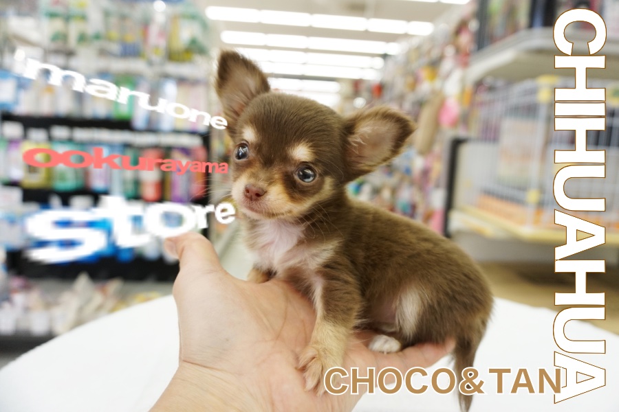 【小さめチワワ】大御所中の大御所！大倉山店のスーパークローザー現る！ゆく年くる犬シリーズFINAL！：大倉山店No.6130657