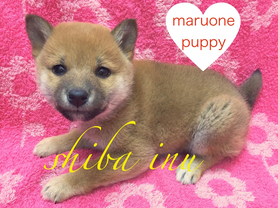 【柴犬】癖になる手触り？！もっちり被毛の赤柴ちゃん！：下丸子店オススメベイビーNo.116201