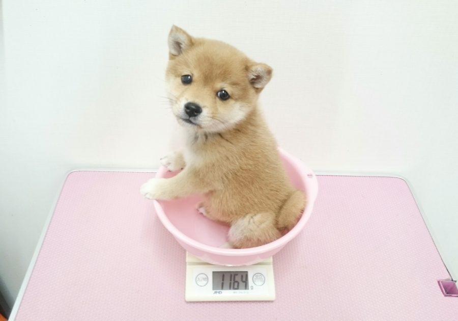柴犬 - ペットショップ マルワン武蔵浦和 埼玉県