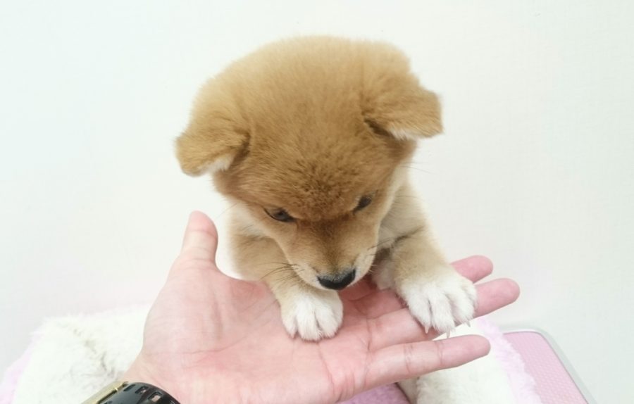 柴犬 - ペットショップ マルワン武蔵浦和 埼玉県