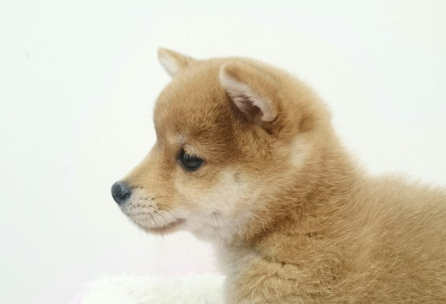 柴犬 - ペットショップ マルワン武蔵浦和 埼玉県