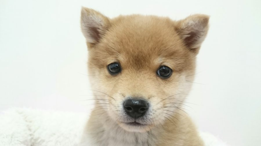 柴犬 - ペットショップ マルワン武蔵浦和 埼玉県