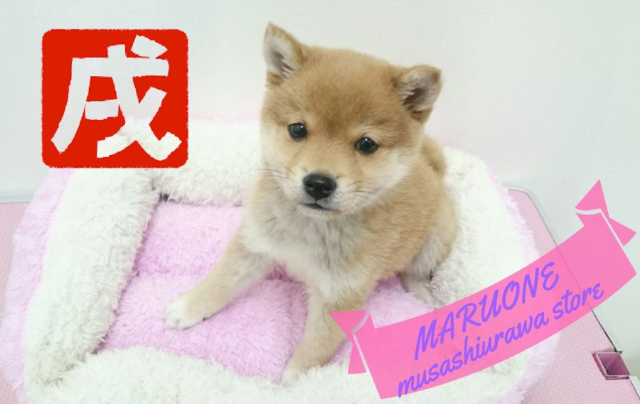 【柴犬】戌年はやっぱりこのわんこ！！：武蔵浦和店PickupベイビーNo.412654