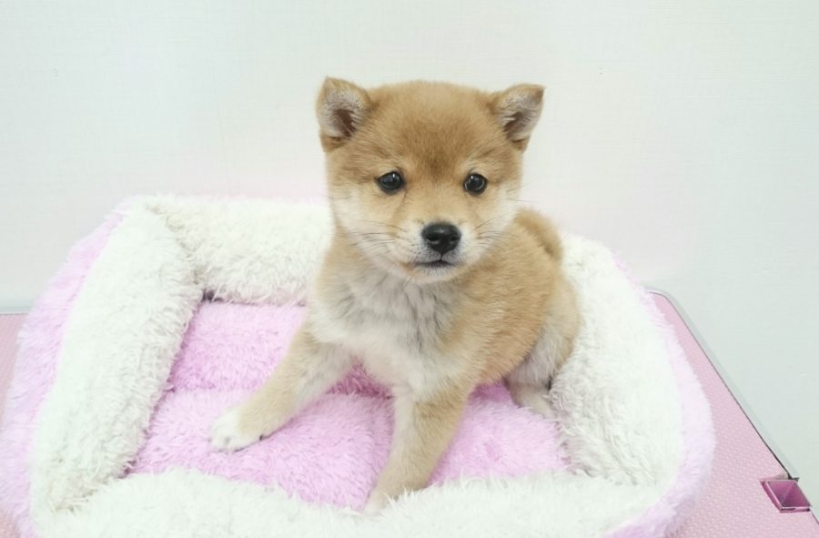柴犬 - ペットショップ マルワン武蔵浦和 埼玉県