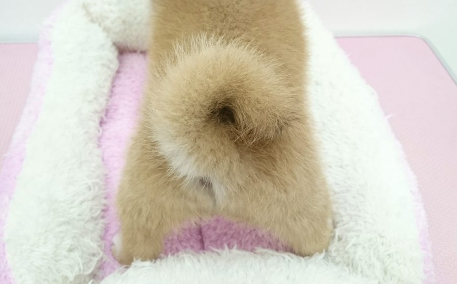 柴犬 - ペットショップ マルワン武蔵浦和 埼玉県