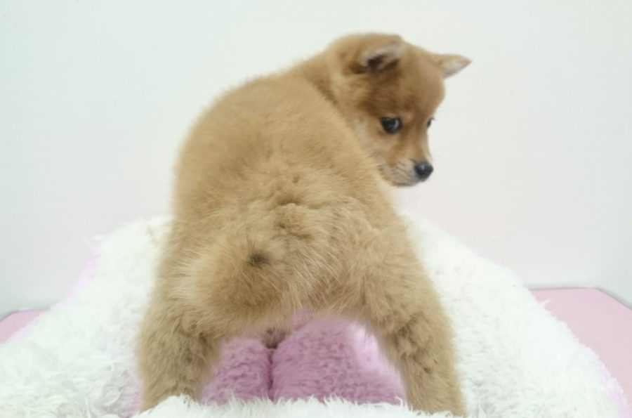 柴犬 - ペットショップ マルワン武蔵浦和 埼玉県
