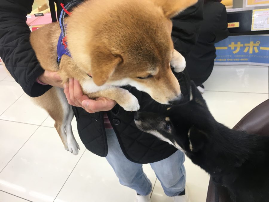 柴犬 - ペットショップ マルワン大倉山 神奈川県横浜市港北区
