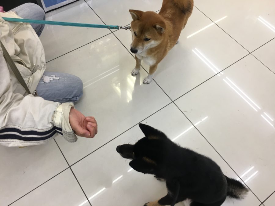 柴犬 - ペットショップ マルワン大倉山 神奈川県横浜市港北区